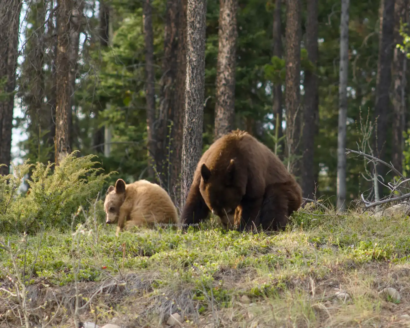 Mother bear and her cub sitting side by side with trees in the background